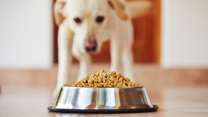 Simple Ways to Save on Dog Food photo
