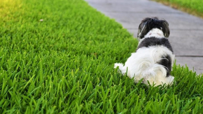 How to Keep Dogs Out of Yard photo