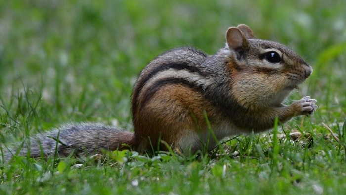 How to Get Rid of Chipmunks Humanely photo