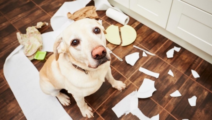 The Unexpected Costs of Dog Ownership photo