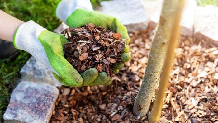 Free and cheap Sources of Mulch photo