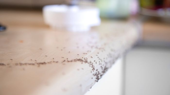 Inexpensive All-Natural Ant Repellents photo