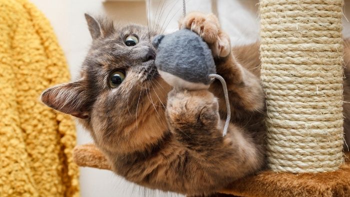 Cat Essentials You Can DIY photo