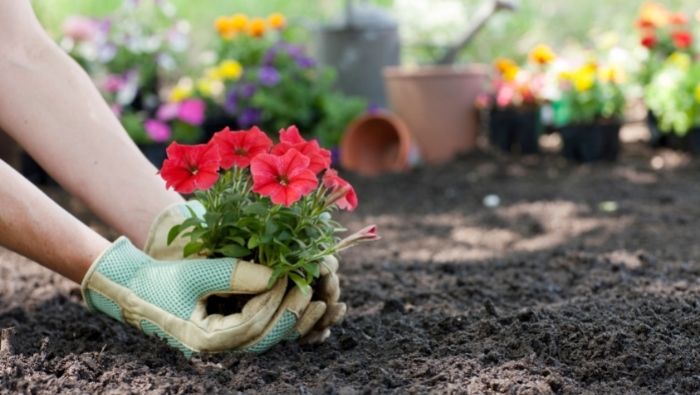 DIY No-Cost Flower Beds photo
