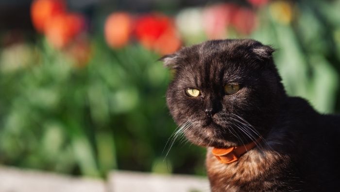 Humane Ways to Cat-Proof Garden photo