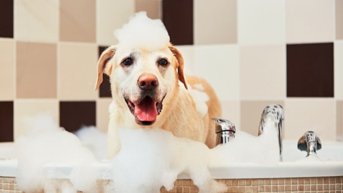 Cheap DIY Natural Dog Shampoo Recipes photo