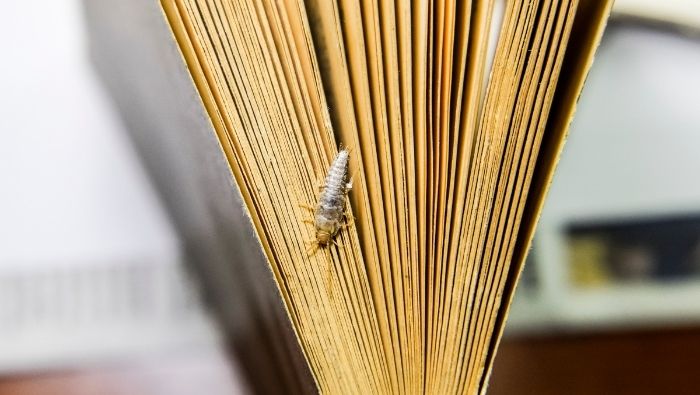 Frugal Methods of Ridding Your Home of Silverfish photo