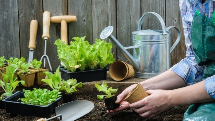 Start Gardening for Almost Nothing photo